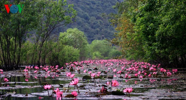Water Lilies blossoming  - ảnh 6